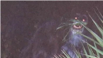 Pada tahun 2000, dua foto dikatakan sebagai Skunk Ape diambil oleh seorang wanita anonim dan dikirimkan ke Sarasota County, Florida, Departemen Sheriff. Foto-foto itu disertai dengan sepucuk surat dari wanita di mana dia mengaku telah memotret seekor kera di halaman belakang rumahnya. Orang-orang mengklaim bahwa itu adalah beruang hitam, tetapi tidak memiliki kemiripan. Foto: Reddit