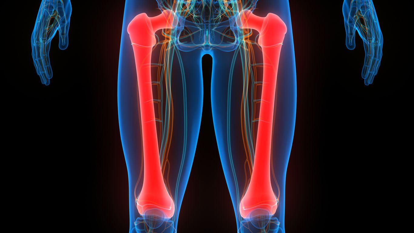 3D Illustration Concept of Human Skeleton System Femur Bone Joints Anatomy
