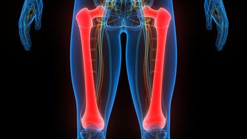 3D Illustration Concept of Human Skeleton System Femur Bone Joints Anatomy