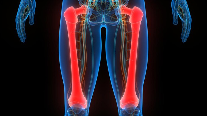 3D Illustration Concept of Human Skeleton System Femur Bone Joints Anatomy