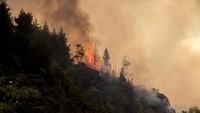 Api berkobar dari pepohonan selama kebakaran hutan di El Bolson, provinsi Neuquen, Argentina, Minggu (5/3/2023).  