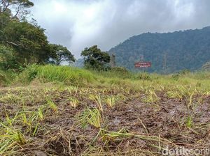 Kondisi Kebun Edelweis di Ranca Upas yang Rusak gegara Acara Trail