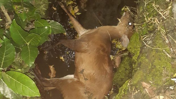 Rusa mati tertabrak pemotor di Ngaglik, Sleman, Rabu (8/3/2023).