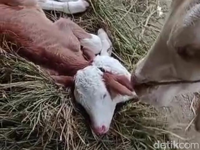 sapi berkepala dua di malang