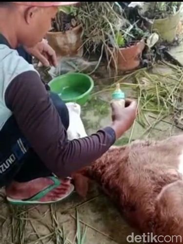 sapi berkepala dua di malang