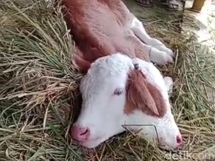 sapi berkepala dua di malang