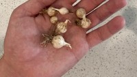 Awalnya netizen ini menanam bawang putih pada halaman di rumahnya. Setelah mencoba memanen beberapa bawang, ia hanya mendapat bawang putih sebesar kacang. Foto: Brightside