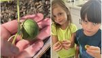 Zonk! 10 Sayur dan Buah Gagal Tumbuh Ini Bentuknya Menyedihkan