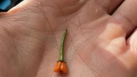 Tertarik dengan carolina reaper sebagai cabai terpedas, netizen ini mencoba menanamnya sendiri. Sayangnya carolina reaper ini hanya tumbuh pada bagian batang. Foto: Brightside