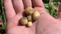 Tampak seperti baby potato, segenggam kentang ini adalah kentang yang gagal tumbuh. Pemilik kebun yang menanamnya tak menyangka ia menunggu untuk kekecewaan. Foto: Brightside