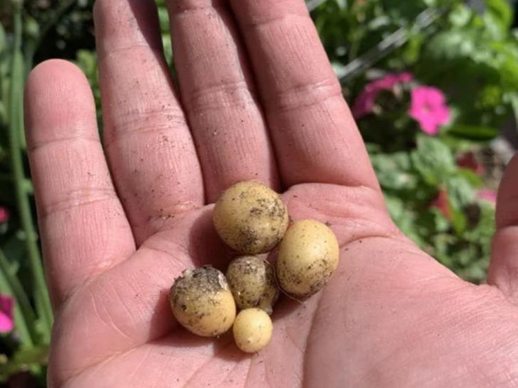 Zonk! 10 Sayur dan Buah Gagal Tumbuh Ini Bentuknya Menyedihkan