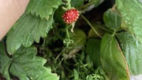 Daun tanaman strawberry yang lebat membuat pemilik kebun merasa senang. Setelah salah satunya dicabut ia hanya mendapat strawberry yang mini. Foto: Brightside