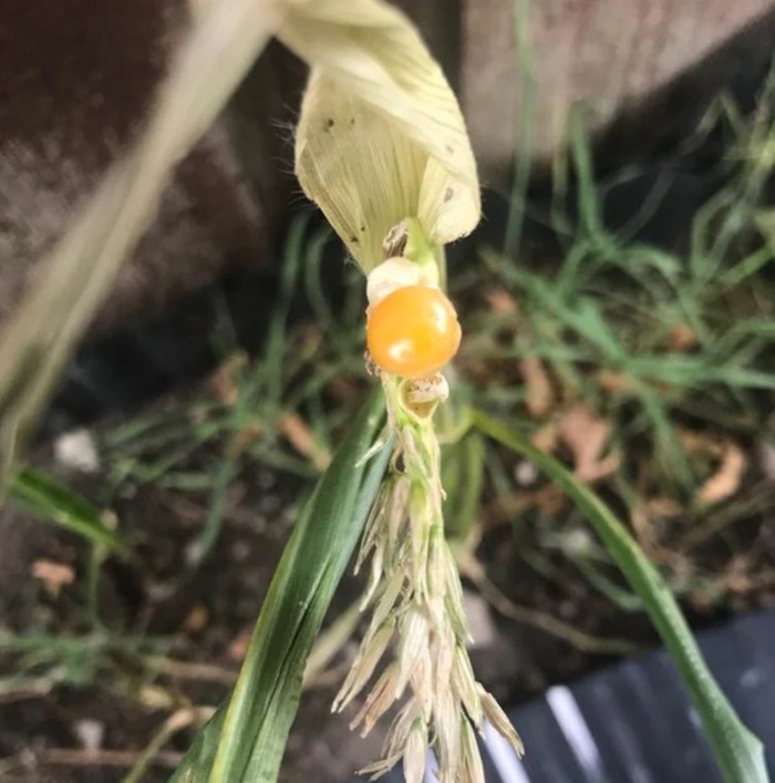 Sayur dan buah gagal tumbuh Zonk! 10 Sayur dan Buah Gagal Tumbuh Ini Bentuknya Menyedihkan