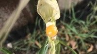 Menanam jagung di kebunnya, ada harapan besar yang ditunggu pemilik kebun. Tak disangka yang tumbuh ternyata hanya satu bulir saja tanpa tongkol jagungnya. Foto: Brightside