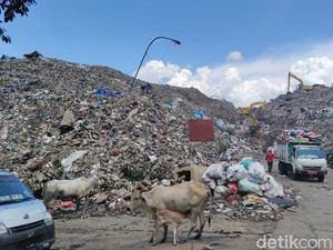 Walhi Nilai Proyek PSEL Tak Efektif Tangani TPA  Makassar yang Over Kapasitas