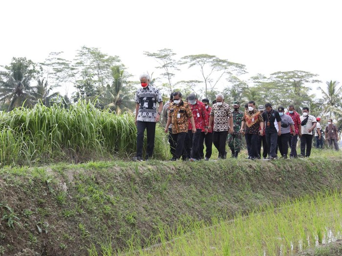 Ganjar Pranowo mengecek saluran irifasi di Kendal, Jateng.