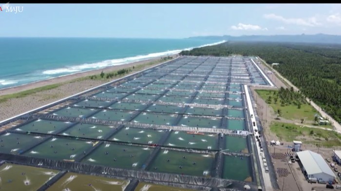 Jokowi Resmikan Tambak Udang 60 Hektare Senilai Rp 175 Miliar