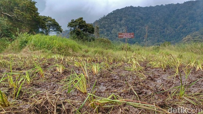 Kawasan kebun Edelweis di Ranca Upas rusak setelah acara motor trail pada Minggu, 5 Maret 2023. Di lokasi, banyak tanah berlubang dan bekas ban motor trail.