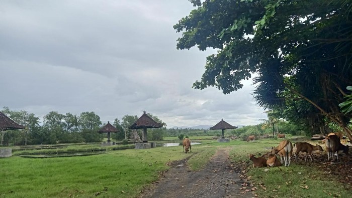Kondisi kolam rekreasi Delod Berawah yang tidak terawat berlokasi di Desa Delod Berawah, Kecamatan Mendoyo, Kabupaten Jembrana, Kamis (9/3/2023). (I Putu Adi Budiastrawan/detikBali).