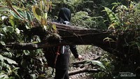 Jalur hutan yang harus dilewati untuk menuju kawah