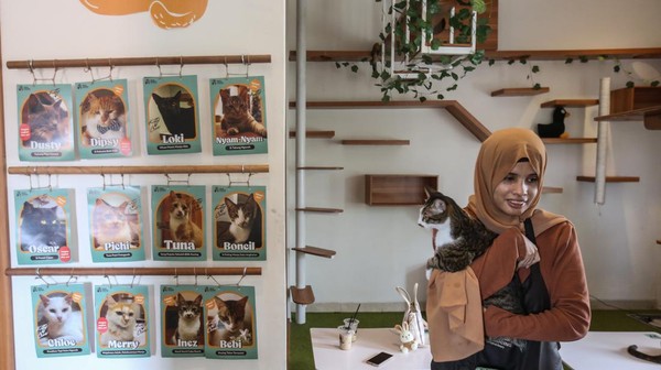 Selain itu, pengunjung juga dapat mengadopsi beberapa kucing yang ada di tempat tersebut.