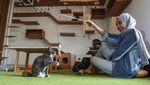 Pecinta Kucing, Bisa Nih Nongkrong di Kafe Ini