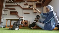 Di kafe ini, pengunjung dapat menikmati makanan dan minuman sambil bermain dengan puluhan kucing lokal dan berbagai kucing ras. Bermain bersama kucing di kafe ini, pemilik kafe bilik Kucing, Meidy mengharapkan dapat membantu meredakan stres para pengunjung.