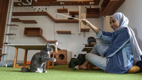 Di kafe ini, pengunjung dapat menikmati makanan dan minuman sambil bermain dengan puluhan kucing lokal dan berbagai kucing ras. Bermain bersama kucing di kafe ini, pemilik kafe bilik Kucing, Meidy mengharapkan dapat membantu meredakan stres para pengunjung.