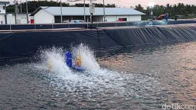 Penampakan Tambak Udang Modern yang Baru Diresmikan Jokowi