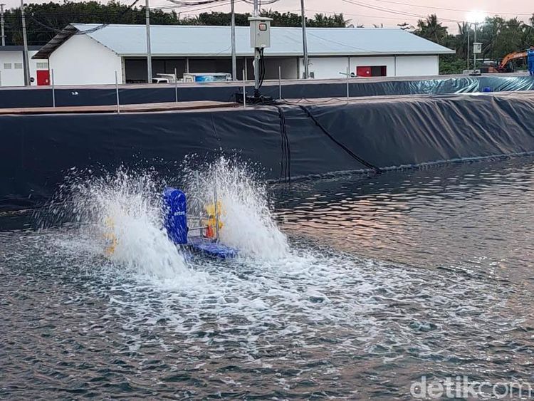 Penampakan Tambak Udang Modern yang Baru Diresmikan Jokowi