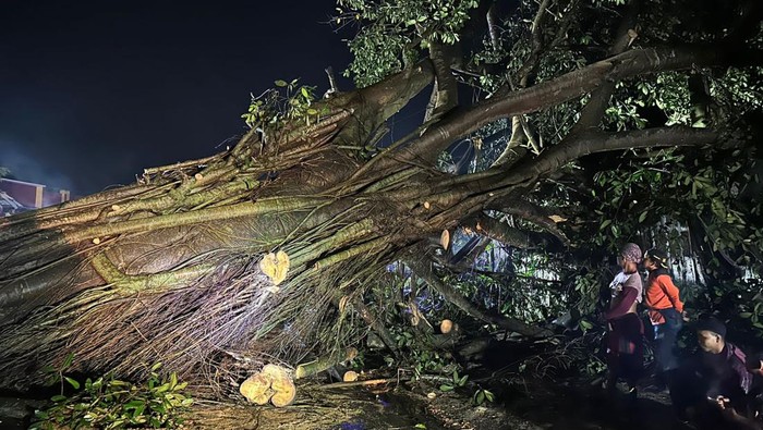 Pohon tumbang di Boyolali, Kamis (9/3/2023).