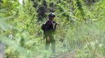 Polisi Bakar Ladang Ganja Seluas 11 Hektare di Aceh
