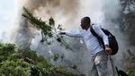 Polisi Bakar Ladang Ganja Seluas 11 Hektare di Aceh