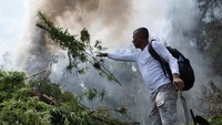 Pohon ganja tersebut kemudian dicabut dn dibakar.
