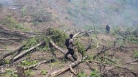 Polisi membakar ladang ganja seluas 11 hektare di Aceh, Rabu (8/3/2023), setelah ladang itu ditemukan oleh otoritas setempat bulan lalu.
