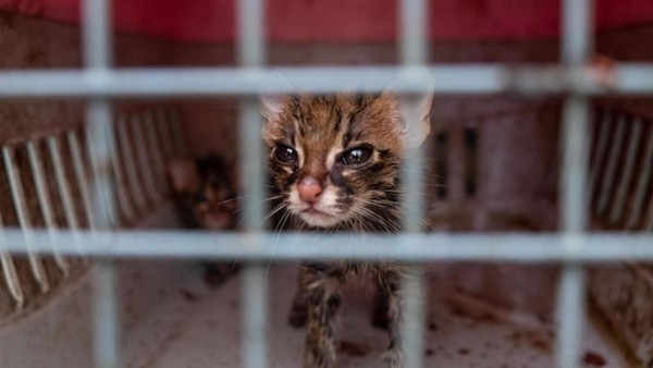 Potret Kucing Tandang, Spesies yang Terancam Punah di Dunia
