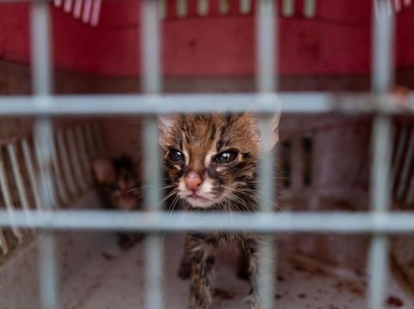 Potret Kucing Tandang, Spesies yang Terancam Punah di Dunia