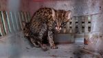Potret Kucing Tandang, Spesies yang Terancam Punah di Dunia
