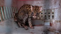 Seperti beberapa kucing kecil lainnya, awalnya ditempatkan dalam genus Felis, tetapi sekarang dianggap sebagai salah satu dari lima spesies di Prionailurus.