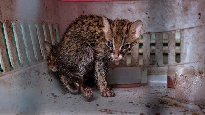 Yayasan Penyelamatan Satwa Liar Alobi menyelamatkan kucing tandang dari penyelundup satwa liar di Pangkalpinang. Spesies ini termasuk terancam punah di dunia.