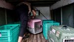 Potret Kucing Tandang, Spesies yang Terancam Punah di Dunia