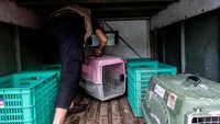 Sejak 2008, telah terdaftar sebagai terancam punah oleh IUCN karena perusakan lahan basah di habitatnya. 