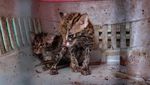 Potret Kucing Tandang, Spesies yang Terancam Punah di Dunia