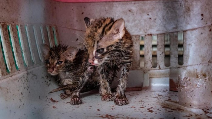 Yayasan Penyelamatan Satwa Liar Alobi menyelamatkan kucing tandang dari penyelundup satwa liar di Pangkalpinang. Spesies ini termasuk terancam punah di dunia.