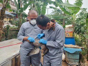 Nasib Unggas yang Terpapar Flu Burung di Cimahi