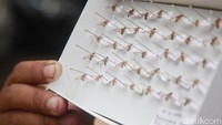 Hama-hama ini menyerang tanama produktif maupun tanaman hias.