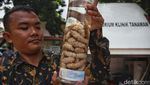 Yuk Belajar Atasi Hama Urban Farming