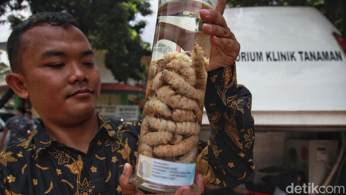 Yuk Belajar Mengatasi Hama Urban Farming Pertanian perkotaan (urban farming) makin populer di masyarakat. Yuk kita mengenal dan mengatasi beragam hama yang menyerang urban farming.