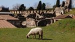 Domba-domba Penjaga Situs Pompeii