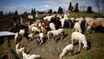 Domba-domba Penjaga Situs Pompeii